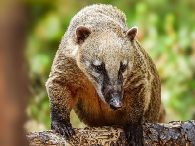Coati roux - De Zonnegloed - Refuge pour animaux